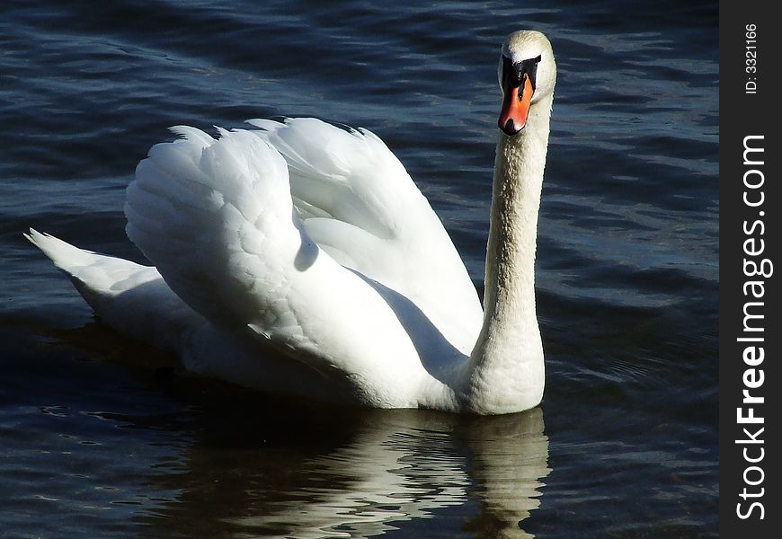 A swan glides by on the Lake