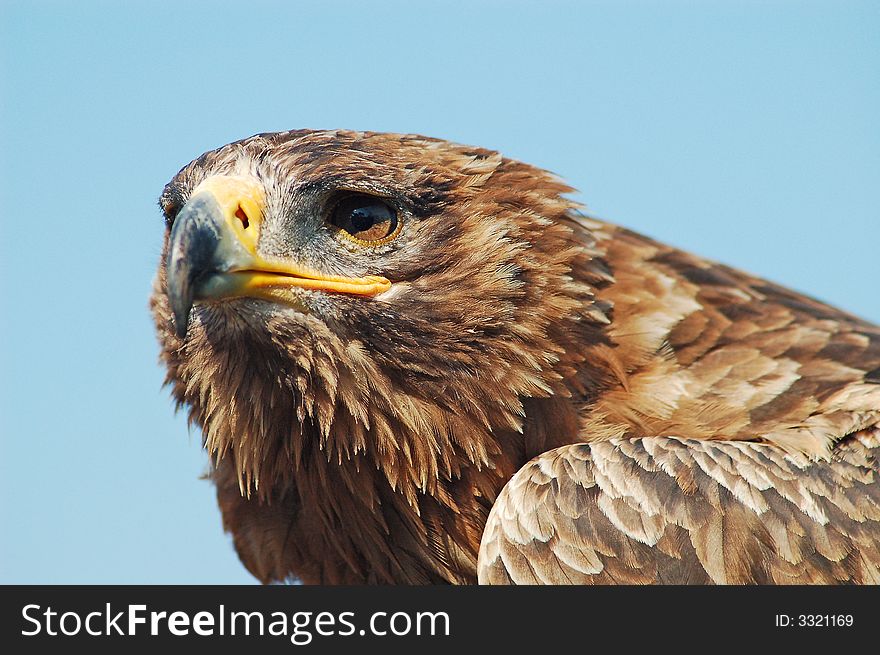 A portrait of a Bald Eagle