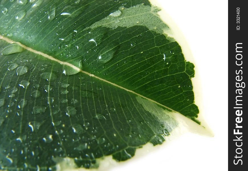 Composition from nature series: wet green leaf on white. Composition from nature series: wet green leaf on white
