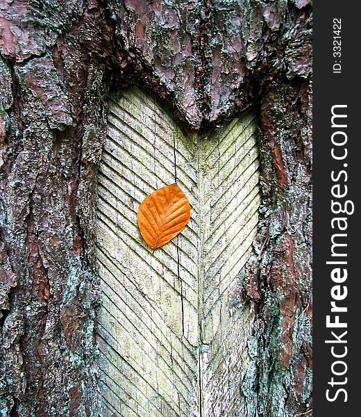 Forest series: one russet leaf on trunk