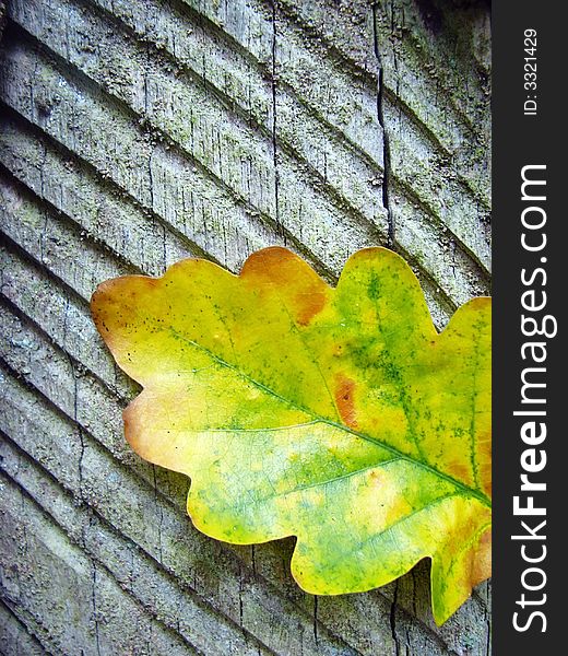 Forest series: one color leaf on trunk