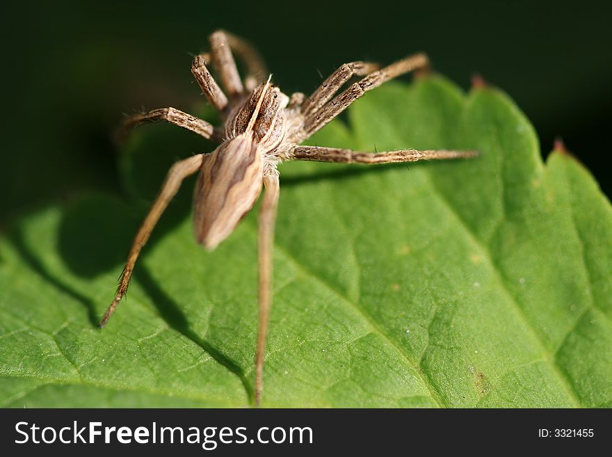 Close-up of spider Pisaura mirabilis