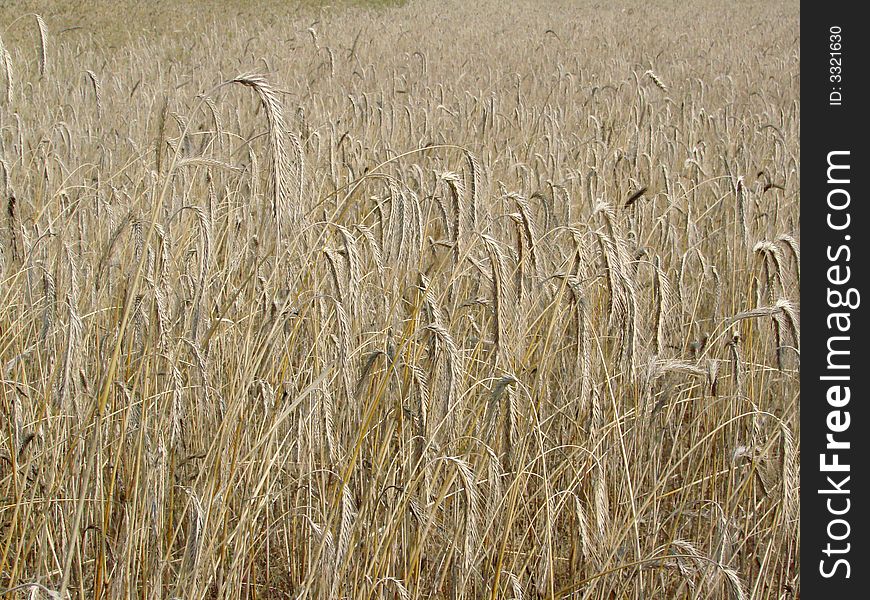 Rye field before harvest on the countryside