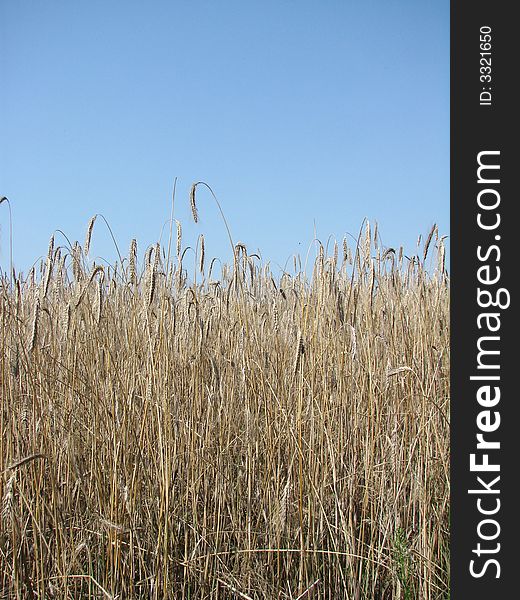 Rye field before harvest on the countryside. Rye field before harvest on the countryside