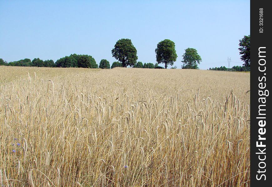 Rye field and trees