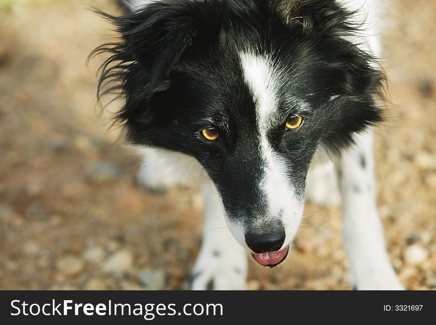 Black and white border collie with brown eyes.
