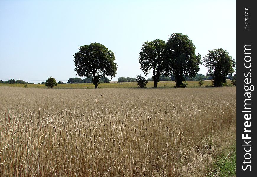 Rye field before harvest on the countryside, green trees. Rye field before harvest on the countryside, green trees