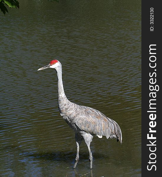 Sandhill Crane wading in pond