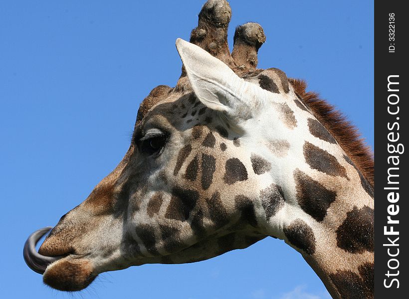 Portrait of a giraffe against blue sky