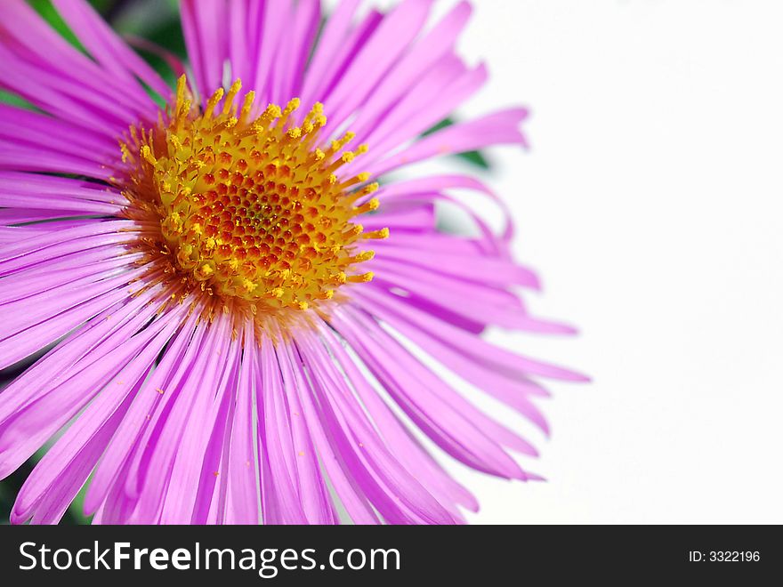 Close up of pink asters. Close up of pink asters