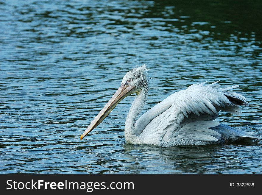 The pelican on the lake