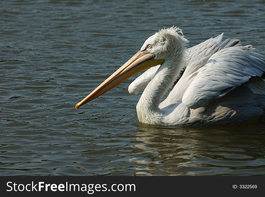 The pelican on blue lake