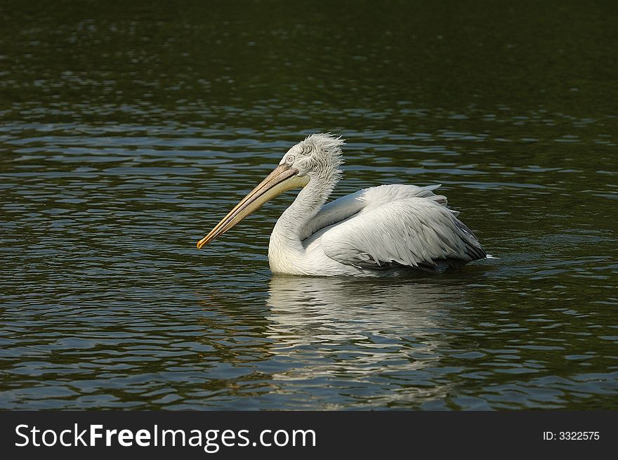 The pelican on blue lake