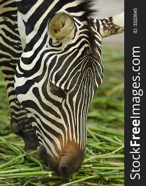 The zebra at shanghai west zoo