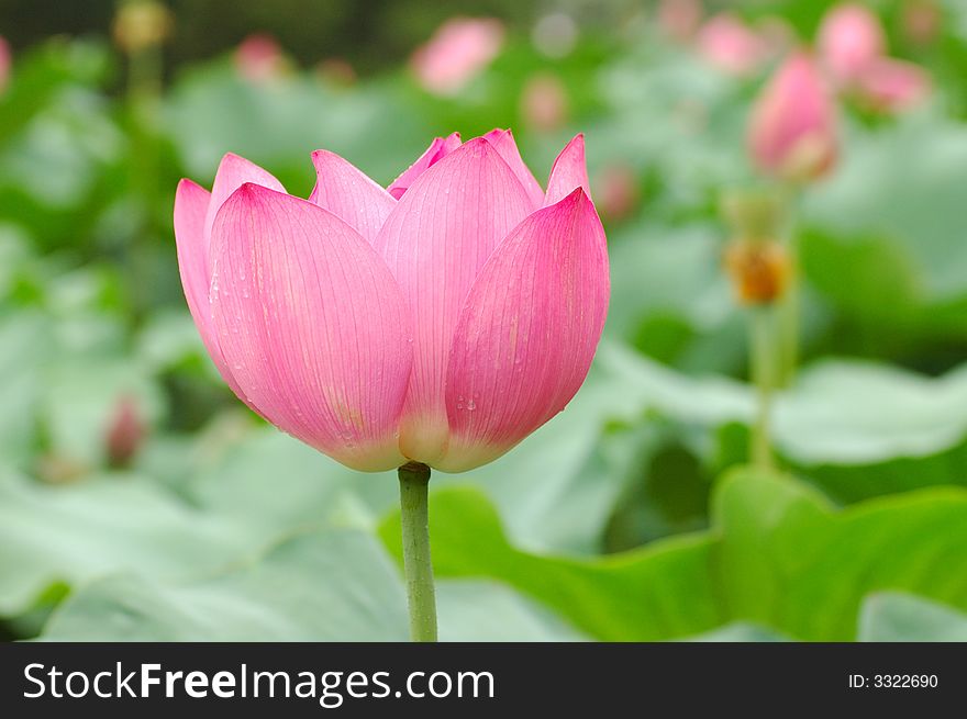 Pink water lily in blossom