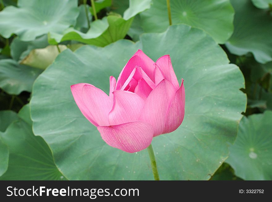Pink water lily in blossom