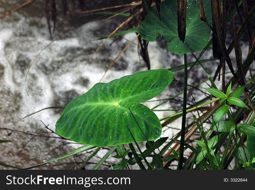 Heart shape leaf