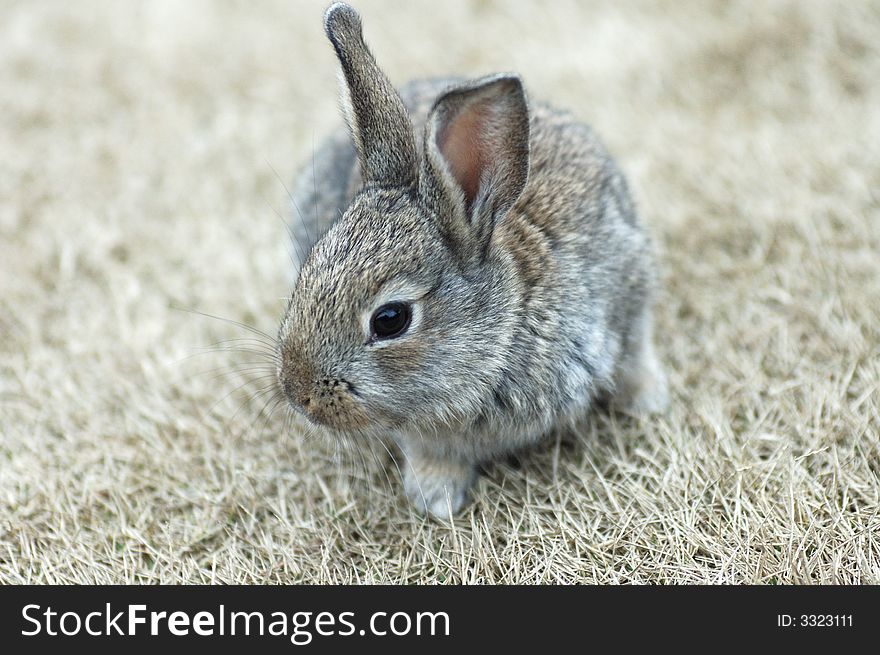 The rabbit on wild grass