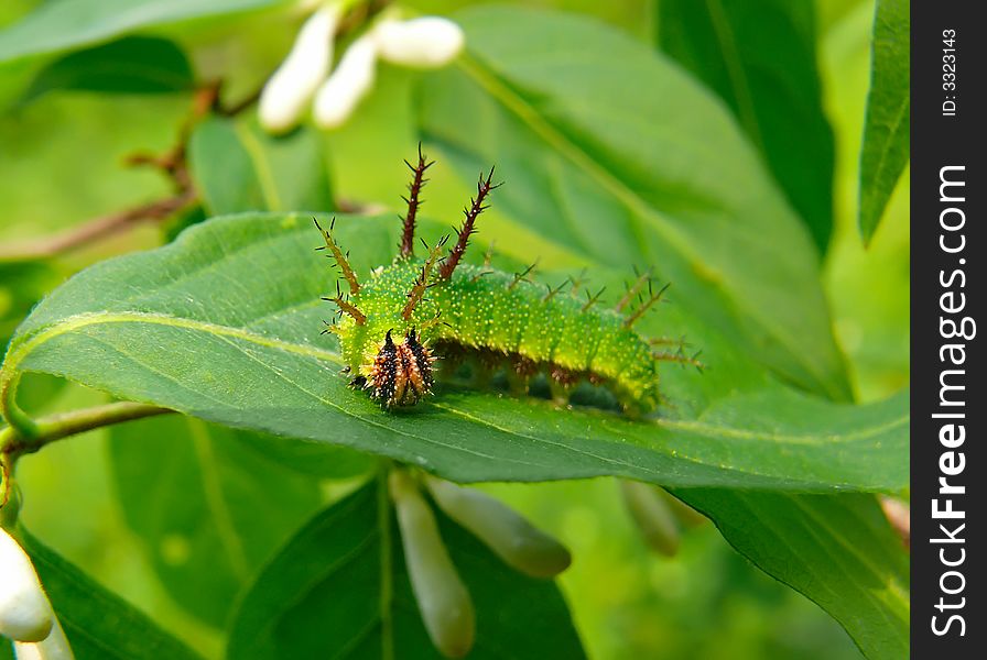 Caterpillar Of Purple 6