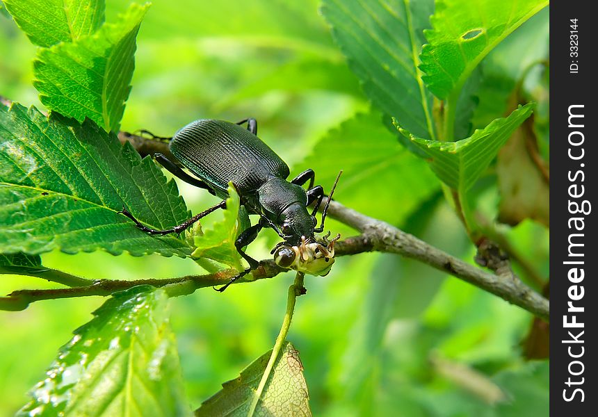A close-up of the beetle carabus (Calosoma sycophanta) on branch of three is eating a larva of grasshopper. Russian Far East, Primorsky Region. A close-up of the beetle carabus (Calosoma sycophanta) on branch of three is eating a larva of grasshopper. Russian Far East, Primorsky Region.