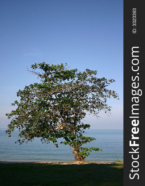 A lone tree on the beach. A lone tree on the beach