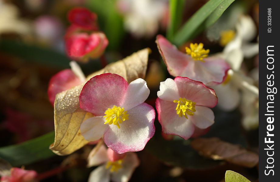 Flower-bed with begonia covered by fallen leaves. Flower-bed with begonia covered by fallen leaves