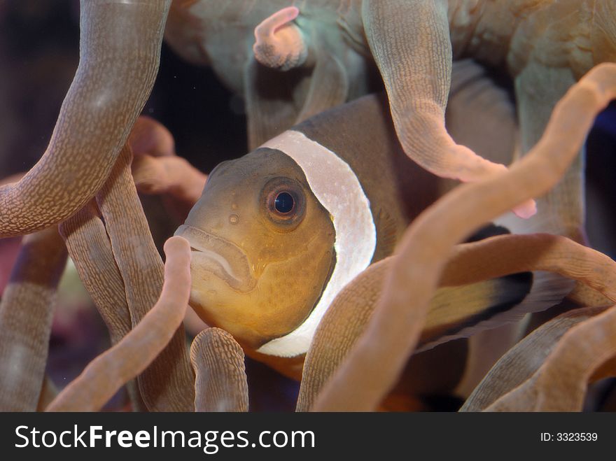 Anemone fish, clown fish posed with anemone. Anemone fish, clown fish posed with anemone