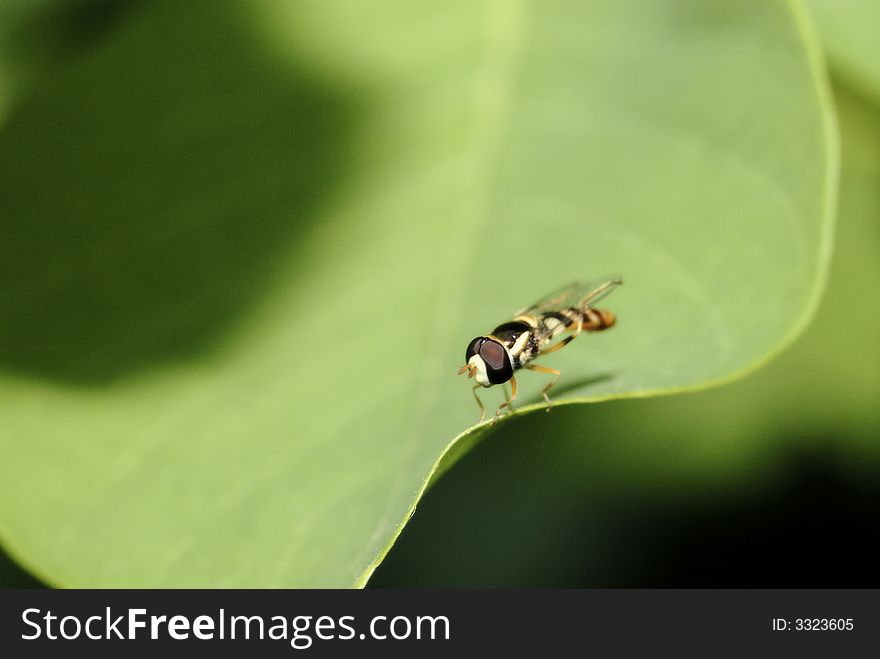 Hoverfly posed on green leaves. Hoverfly posed on green leaves