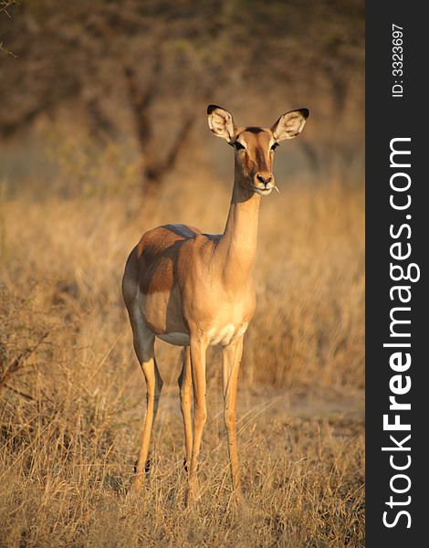 Female impala antelope in Kruger National Park