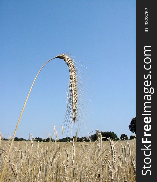 Rye ear on the field, blue sky, trees