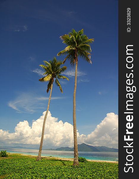 Coconut trees with blue sky in the background