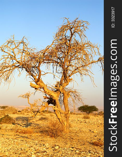 Desert landscape - a tree in Arava desert, Israel on sunrise