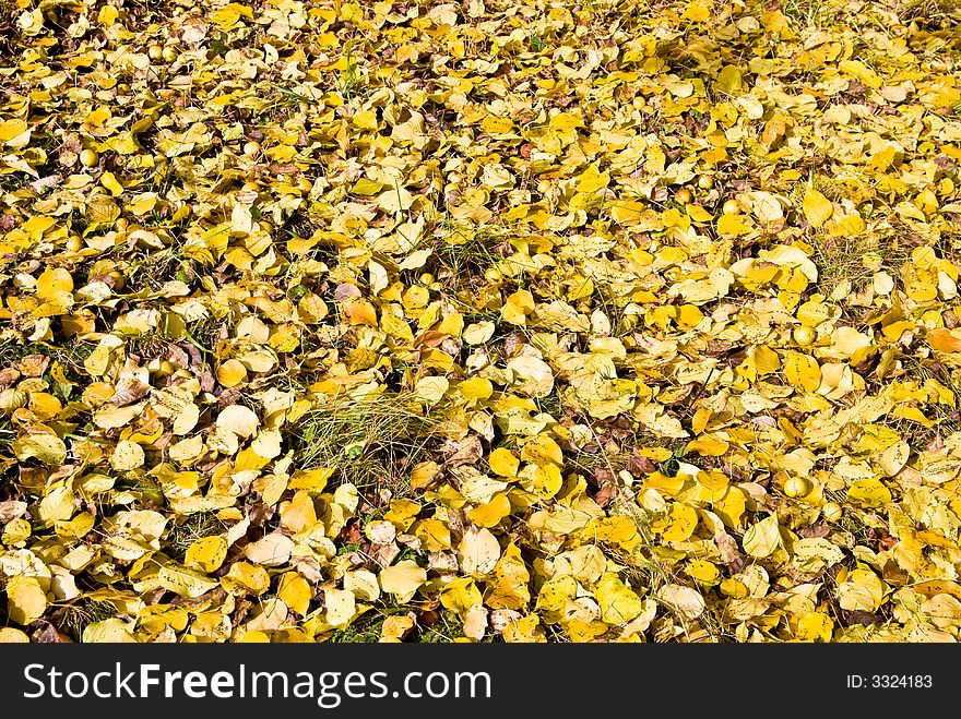 Autumn seasonal leaves foliage background