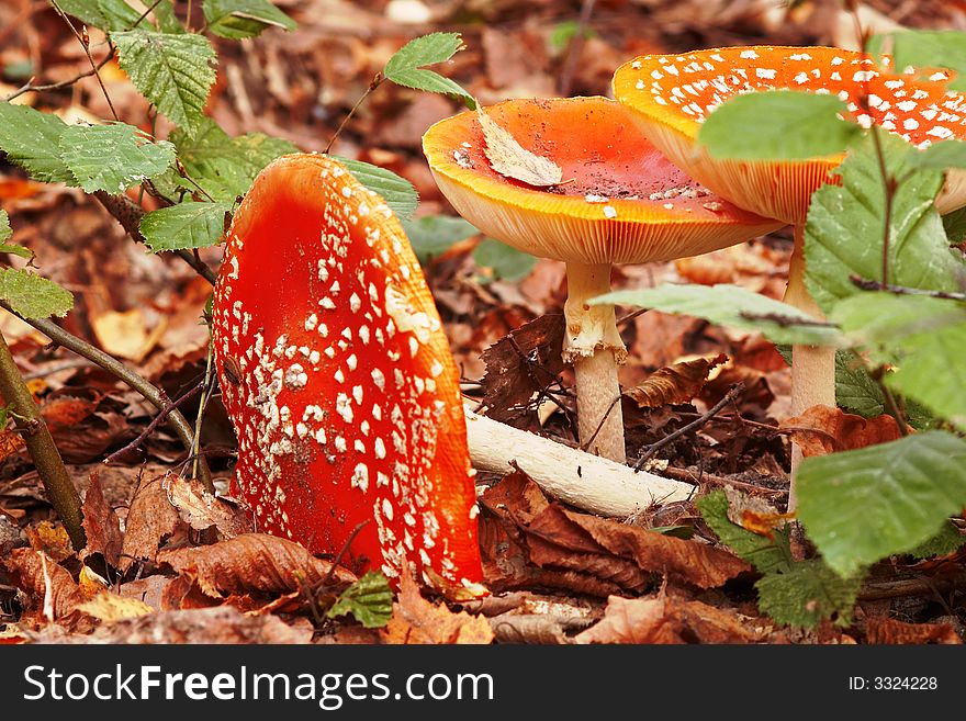 A red mushrooms in yellow leaves. A red mushrooms in yellow leaves