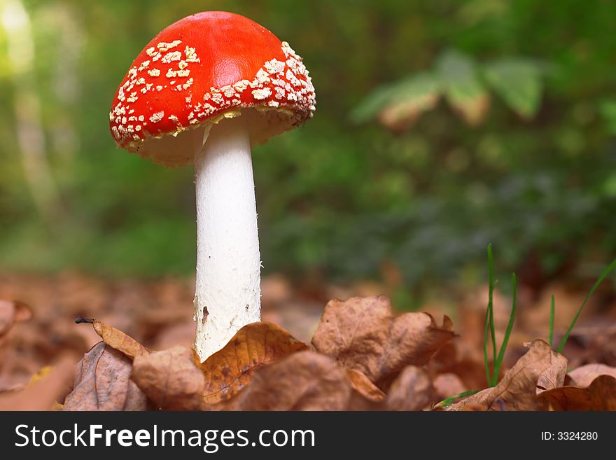 Mushroom In Leaves