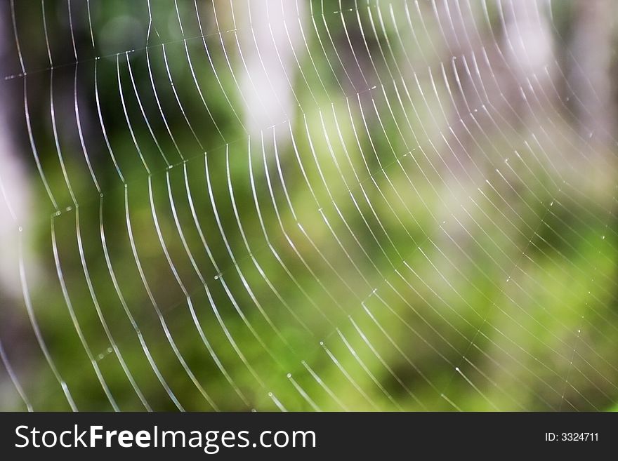 Spider's web close-up. Shallow depth of field.