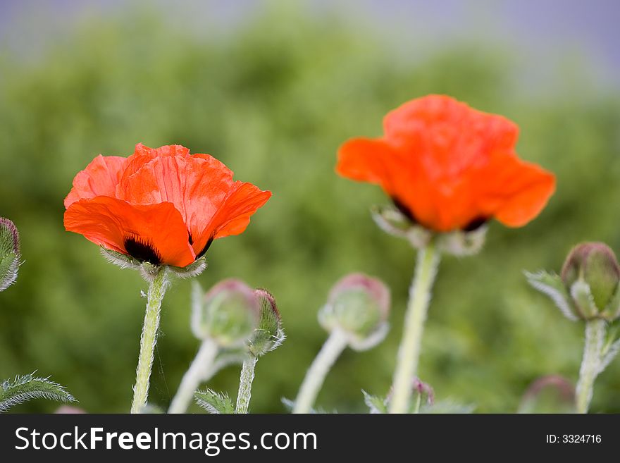 Two kitschy red poppies