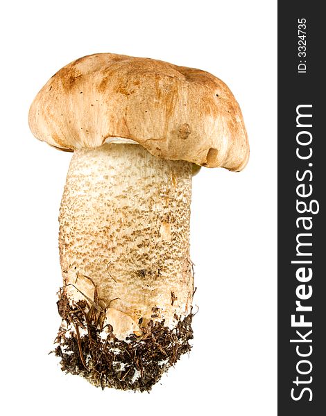 Brown cap Mushroom isolated on white. Eatable mushroom, very delicious.