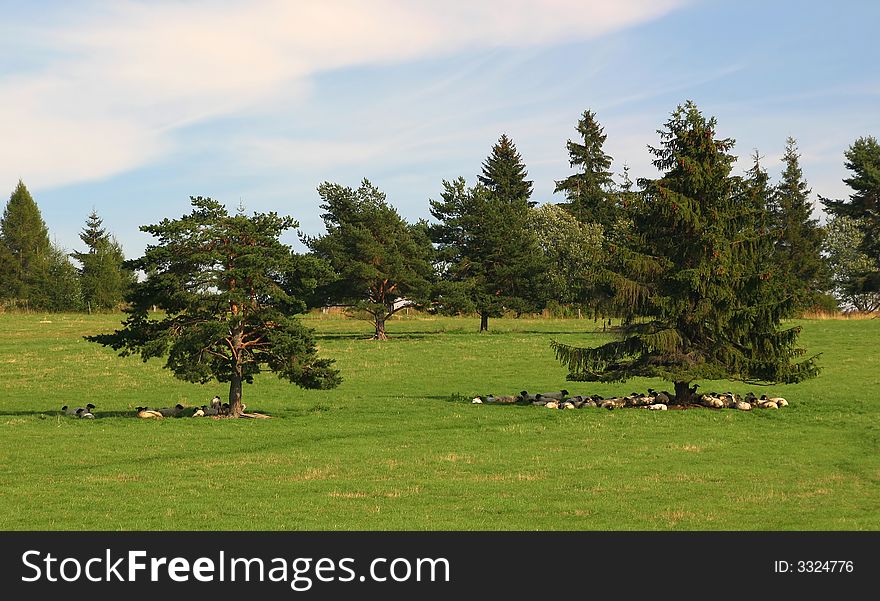 Sheep On The Landscape