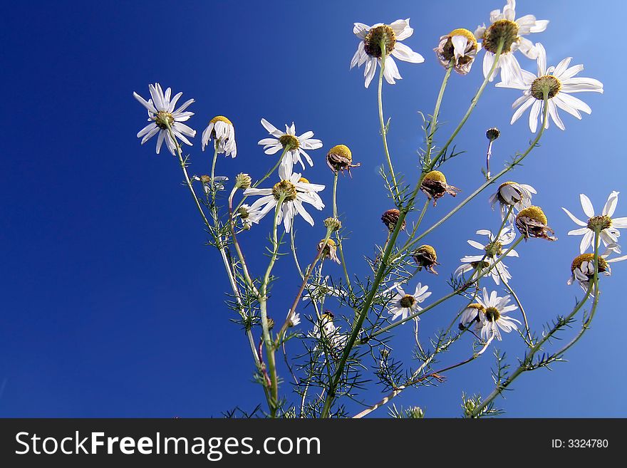 Bunch of Camomiles against deep blue sky