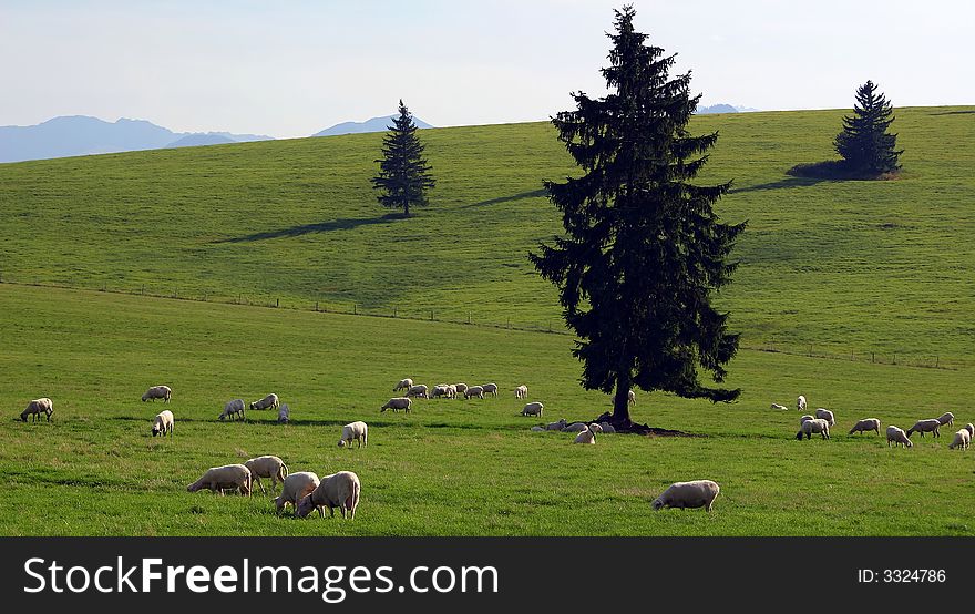 Sheep on the landscape taken in Slovakia