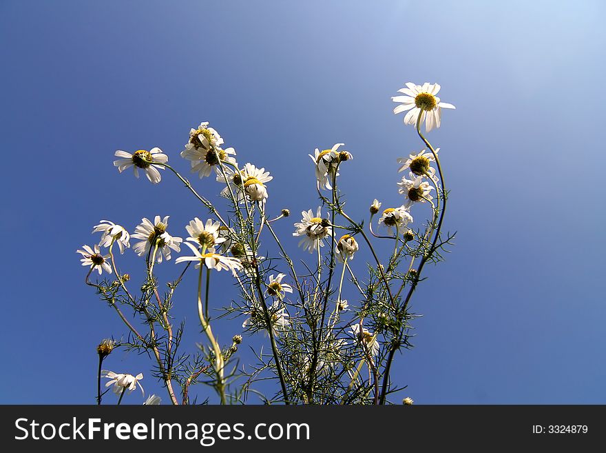 Bunch of Camomiles against deep blue sky