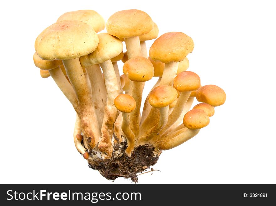 Armillaria - Honey fungus isolated on white. Eatable mushroom, very delicious.
