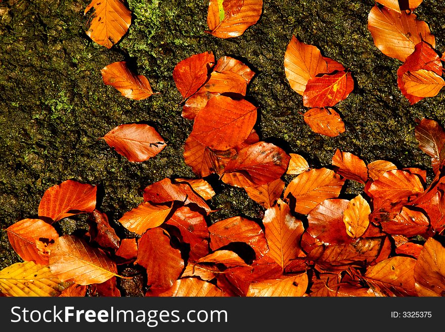 Colorful beech leaves on the rock - could be used as background. Colorful beech leaves on the rock - could be used as background.