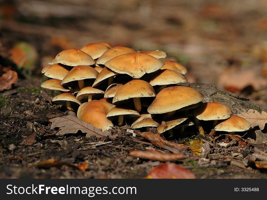 Mushrooms on a sunny spot in the forest.