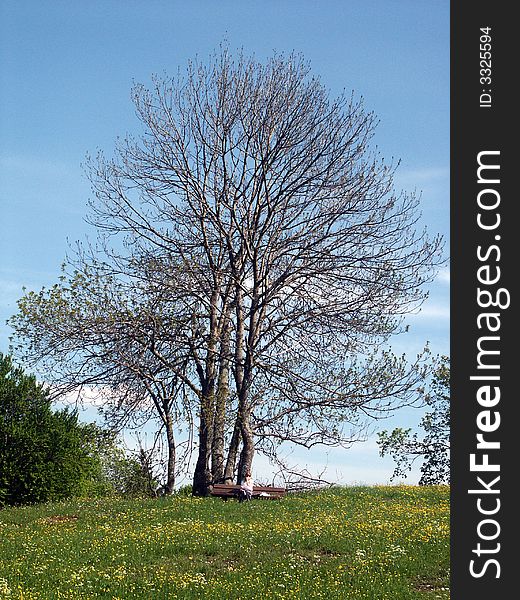 Another tree in spring. Great blue sky and nice grass. Nature. Another tree in spring. Great blue sky and nice grass. Nature.