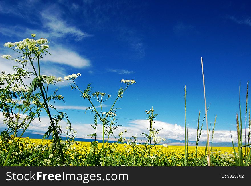 Band of qing hai lake, with yellow oil follows, bule sky, blue lake, good weather