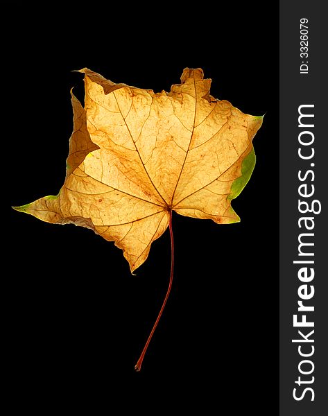 Autumn composition, leaves, chestnut, acorn