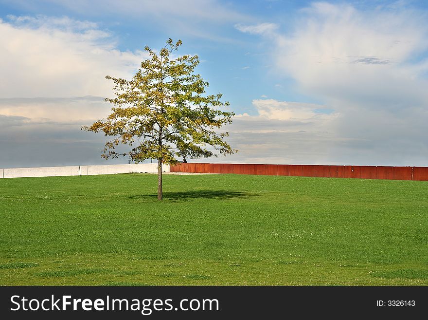 Lonely tree on a field with fence in bacground