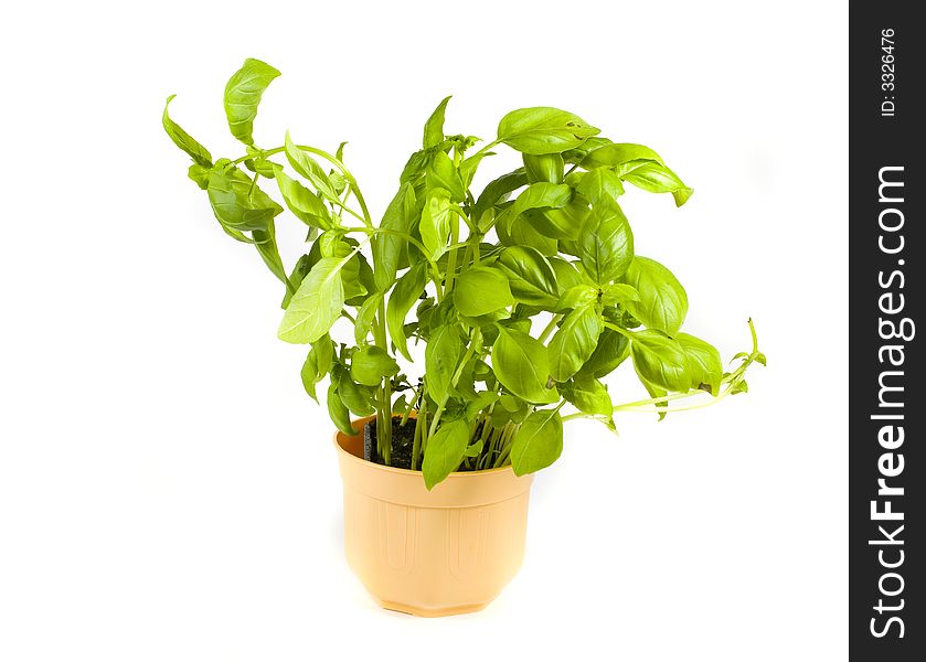 Green herb basil on white background